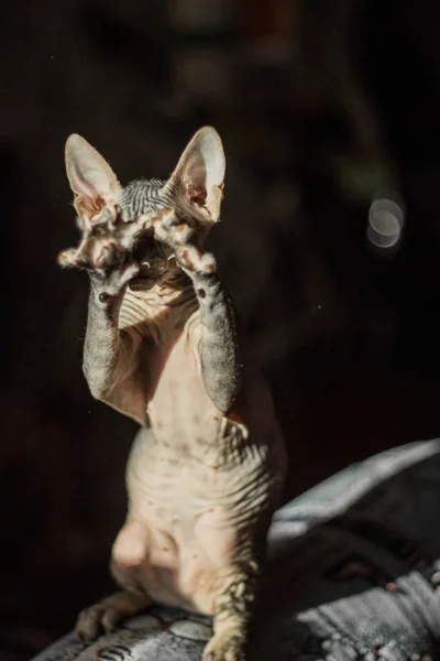 Chat chauve très drôle Sphynx se tient sur ses pattes et joue — Photo