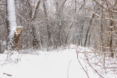 Ağaçları ve bir yol ile güzel karla kaplı Şehir Parkı