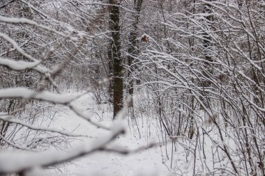 Ağaçları ve bir yol ile güzel karla kaplı Şehir Parkı