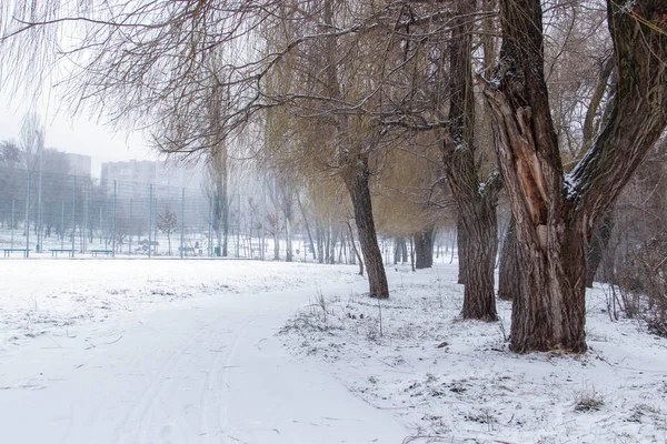 Hermoso Parque Ciudad Cubierto Nieve Con Árboles Camino — Foto de Stock