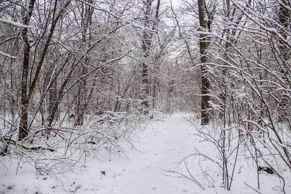 Schöner Schneebedeckter Stadtpark Mit Bäumen Und Einem Pfad — Stockfoto