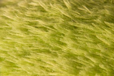 yeşil yumuşak arka plan doku uzun uyku ekose