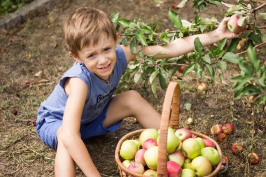 Parlak çocuk ile toplanan elma olan bir sepet elma ağacı yakınındaki bahçesinde oturur