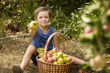 Parlak çocuk ile toplanan elma olan bir sepet elma ağacı yakınındaki bahçesinde oturur