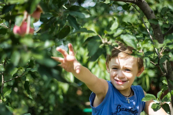 Pojken Som Klättrade Upp Ett Äppelträd Och Plockar Äpplen Från — Stockfoto