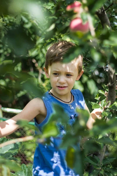 Pojken Som Klättrade Upp Ett Äppelträd Och Plockar Äpplen Från — Stockfoto