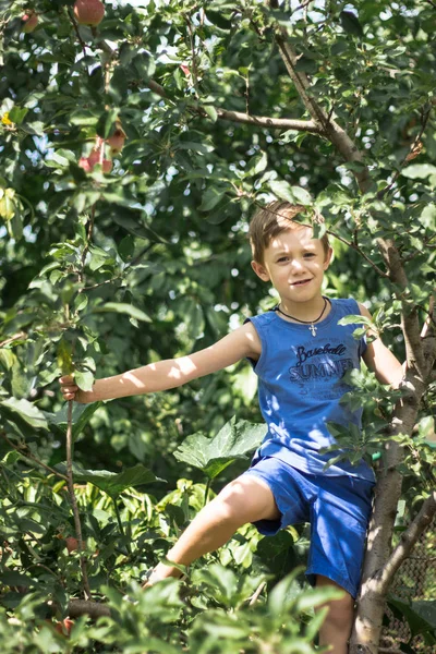 Niño Subió Manzano Arrancó Manzanas — Foto de Stock