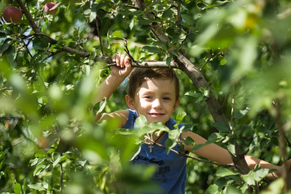 Niño Subió Manzano Arrancó Manzanas — Foto de Stock