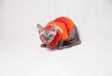 Beyaz bir arka planda turuncu giysileri çıplak gri Sfenks kedisi