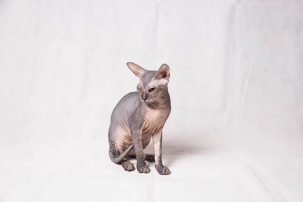Nackte Graue Sphinx Katze Spielt Und Läuft Auf Weißem Hintergrund — Stockfoto