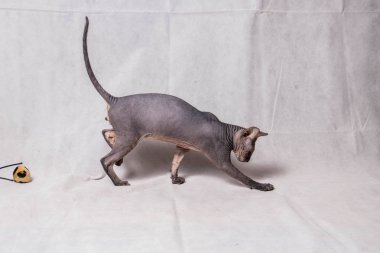 Çıplak gri Sfenks kedisi çalış ve beyaz bir arka plan üzerinde çalışır