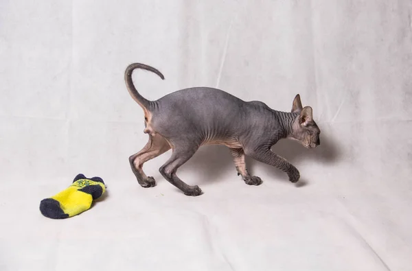 Naked Gray Sphinx Cat Plays Runs White Background — Stock Photo, Image