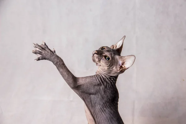 Desnudo Gris Esfinge Gato Juega Corre Sobre Fondo Blanco —  Fotos de Stock