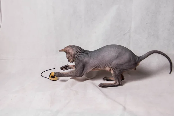 Naked gray Sphinx cat plays and runs on a white background