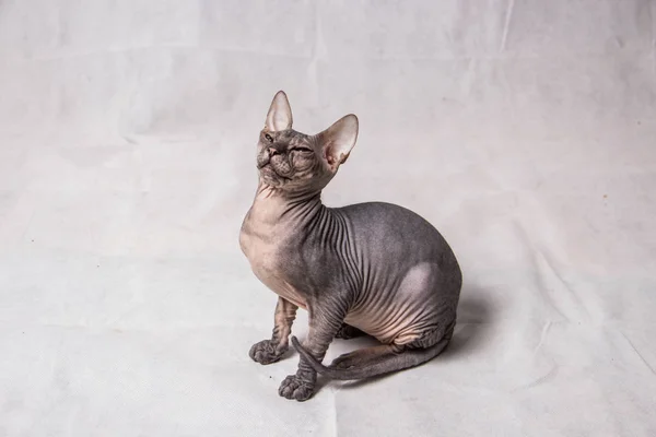 Naked gray Sphinx cat plays and runs on a white background