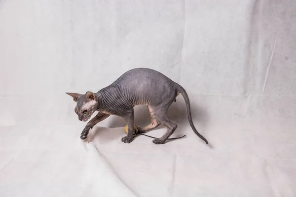 Nackte Graue Sphinx Katze Spielt Und Läuft Auf Weißem Hintergrund — Stockfoto