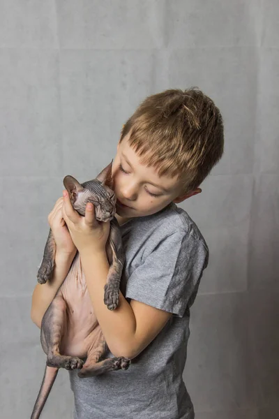 Menino Uma Camiseta Cinza Está Segurando Suas Mãos Gato Esfinge — Fotografia de Stock