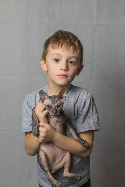 Menino Uma Camiseta Cinza Está Segurando Suas Mãos Gato Esfinge — Fotografia de Stock