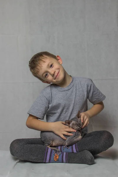 一个穿着灰色 T恤的男孩坐在那里和一只秃顶的灰色狮身人面像猫玩耍 — 图库照片