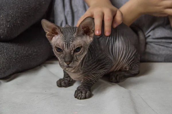 Chłopiec Szary Shirt Siedzi Gra Łysy Szary Sphynx Cat — Zdjęcie stockowe