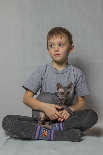 一个穿着灰色 T恤的男孩坐在那里和一只秃顶的灰色狮身人面像猫玩耍 — 图库照片