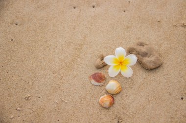 Manolya çiçek ve metin için yer kumla üzerinde deniz kabuklarını güzel dekor