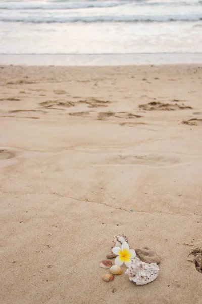Bela Decoração Flor Magnólia Conchas Areia Com Espaço Para Texto — Fotografia de Stock