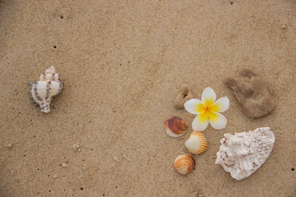 Muscheln und Blumen auf dem Sand mit Blick auf das Meer — Stockfoto