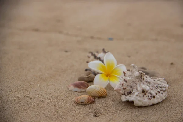 Bela Decoração Flor Magnólia Conchas Areia Com Espaço Para Texto — Fotografia de Stock