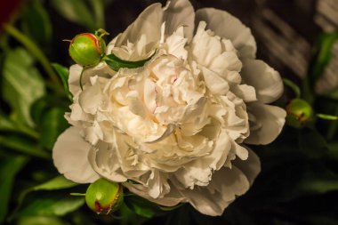 Büyük beyaz güzel Şakayık Çiçeği kafa yeşil ile yakın bırakır