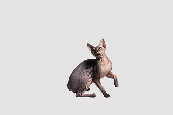 Bald Sphynx Cat Gray Color Sits Isolate — Stock Photo, Image