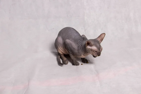 Die Glatzkatze Der Rasse Eine Sphinx Grauer Farbe Frisst — Stockfoto