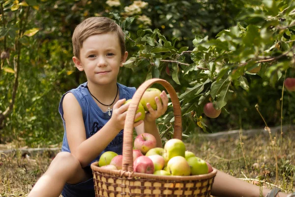 Bright boy sits in the garden near the apple tree with a wicker basket in which are collected apples