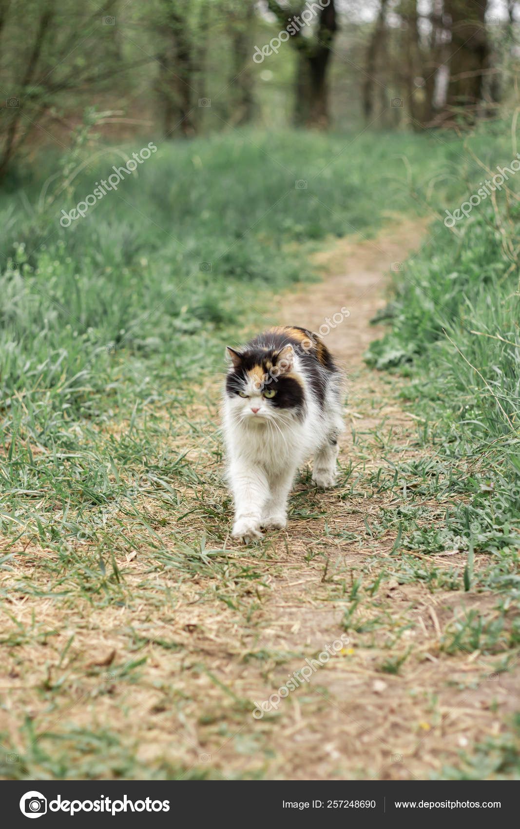 Chat Sauvage Pelucheux Rouge Noir Blanc Marche Sur Lherbe