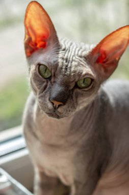 Kel gri kedi ırkı Sfenks pencere yakın oturur