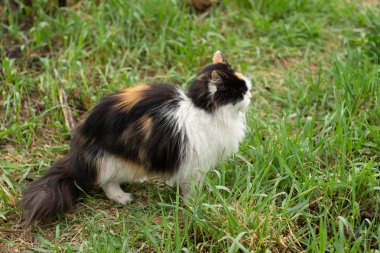 Kabarık vahşi kedi kırmızı-siyah-beyaz ormanda çim üzerinde yürüyor