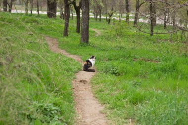 Kabarık vahşi kedi kırmızı-siyah-beyaz ormanda çim üzerinde yürüyor