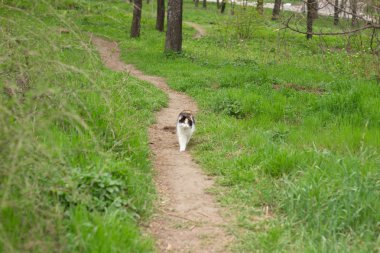 Kabarık vahşi kedi kırmızı-siyah-beyaz ormanda çim üzerinde yürüyor