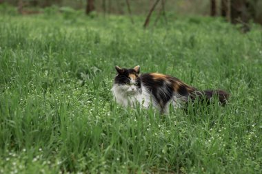 Kabarık vahşi kedi kırmızı-siyah-beyaz ormanda çim üzerinde yürüyor