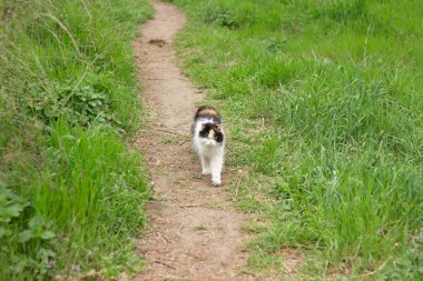 Kabarık vahşi kedi kırmızı-siyah-beyaz ormanda çim üzerinde yürüyor