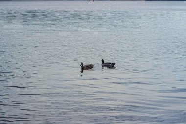 Vahşi ördekler sakince nehirde yüzerler.