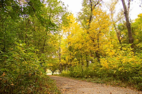 Ağaçlı sonbahar parkı