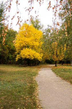 Ağaçlı sonbahar parkı
