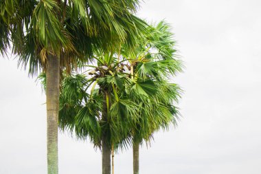 Tal gach. İngilizce adı Palmira-Palmiye, Brab Ağacı. Habitat: Borassus flabellifer.