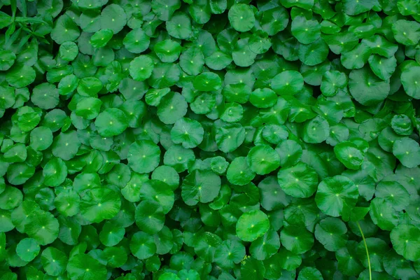 Une Petite Nénuphar Comme Une Plante Avec Des Feuilles Vert — Photo