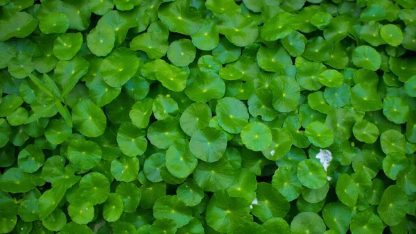 Une Petite Nénuphar Comme Une Plante Avec Des Feuilles Vert — Photo