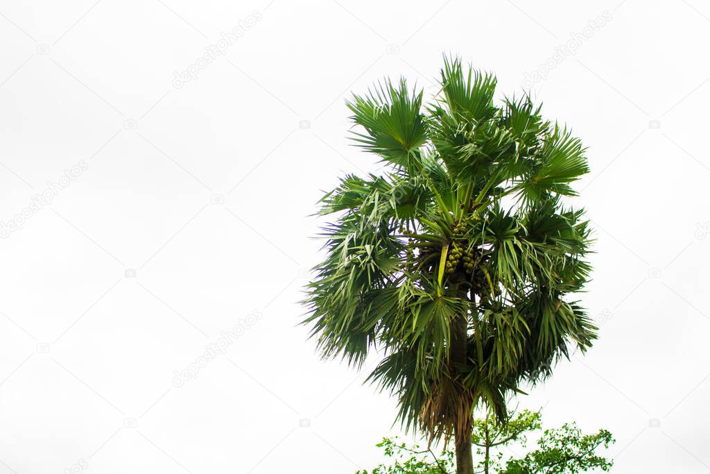 Tal gach. English name: Palmyra-palm, Brab Tree. Habitat :Borassus flabellifer.
