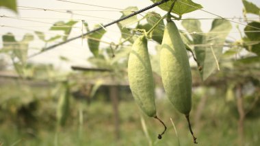 Trichosanthes dioica, Cucurbitaceae familyasından bir sarmaşık bitkisidir..
