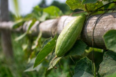 Trichosanthes dioica, Cucurbitaceae familyasından bir sarmaşık bitkisidir..