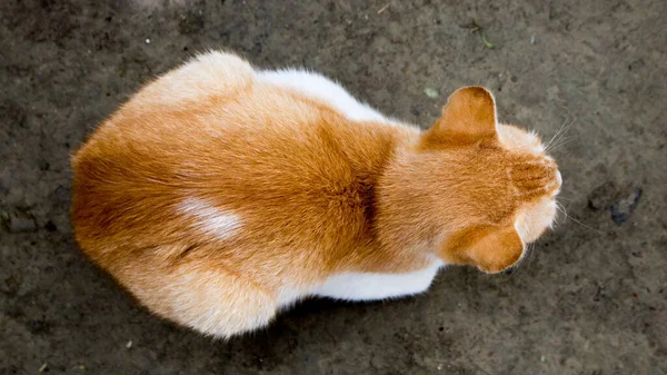 Krásná Domácí Kočka Čekala Krysu Která Bude Lovit Obrázek Pohledu — Stock fotografie